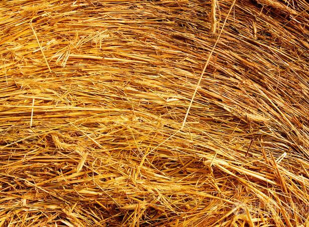 生物(wù)質燃料對原料的(de)工(gōng)藝有(yǒu)哪些要求？